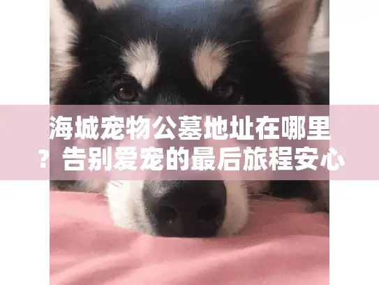 海城宠物公墓地址在哪里？告别爱宠的最后旅程安心指南