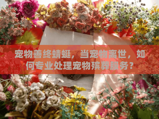 宠物善终蜻蜓,当宠物离世,如何专业处理宠物殡葬服务? 宠物善终蜻蜓,当宠物离世,如何专业处理宠物殡葬服务?