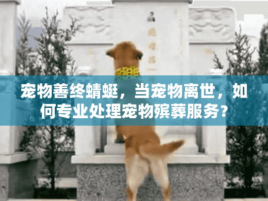 宠物善终蜻蜓,当宠物离世,如何专业处理宠物殡葬服务? 宠物善终蜻蜓,当宠物离世,如何专业处理宠物殡葬服务?