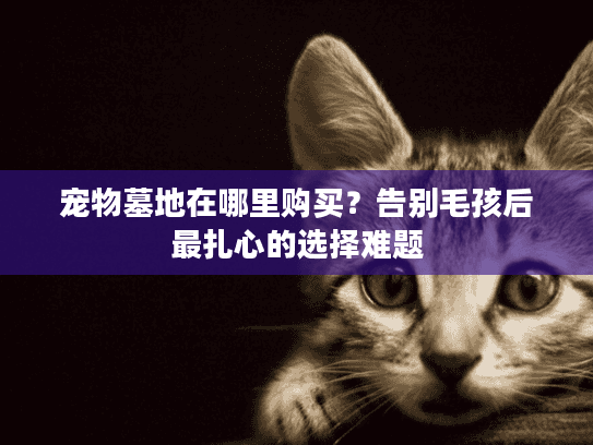 宠物墓地在哪里购买?告别毛孩后最扎心的选择难题 宠物墓地在哪里购买?告别毛孩后最扎心的选择难题
