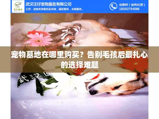 宠物墓地在哪里购买?告别毛孩后最扎心的选择难题 宠物墓地在哪里购买?告别毛孩后最扎心的选择难题