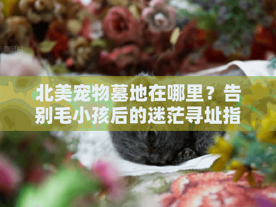 北美宠物墓地在哪里?告别毛小孩后的迷茫寻址指南 北美宠物墓地在哪里?告别毛小孩后的迷茫寻址指南