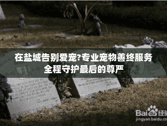 在盐城告别爱宠?专业宠物善终服务全程守护最后的尊严