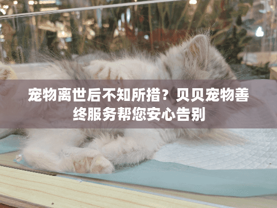 宠物离世后不知所措？贝贝宠物善终服务帮您安心告别