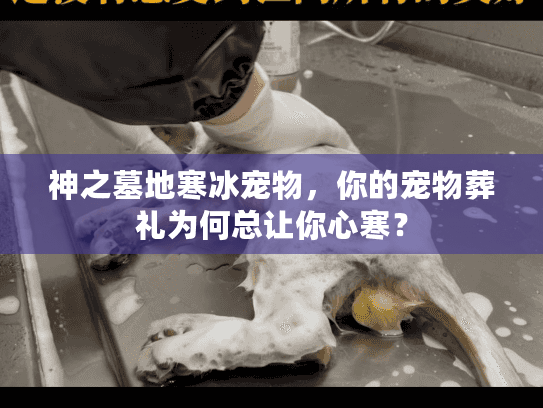 神之墓地寒冰宠物，你的宠物葬礼为何总让你心寒？