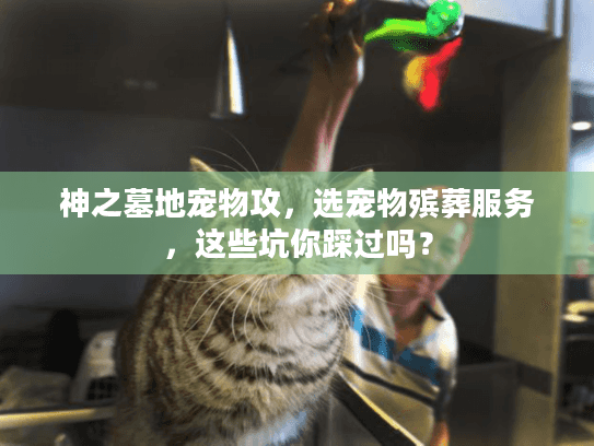神之墓地宠物攻,选宠物殡葬服务,这些坑你踩过吗? 神之墓地宠物攻,选宠物殡葬服务,这些坑你踩过吗?