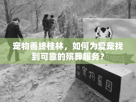 宠物善终桂林，如何为爱宠找到可靠的殡葬服务？