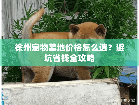 徐州宠物墓地价格怎么选?避坑省钱全攻略 徐州宠物墓地价格怎么选?避坑省钱全攻略