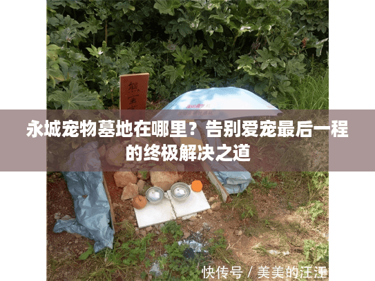 永城宠物墓地在哪里？告别爱宠最后一程的终极解决之道