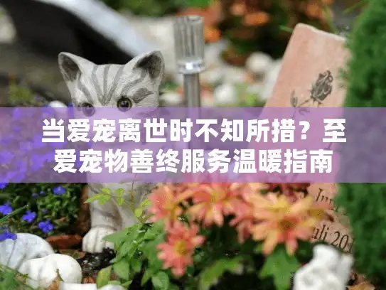 当爱宠离世时不知所措？至爱宠物善终服务温暖指南