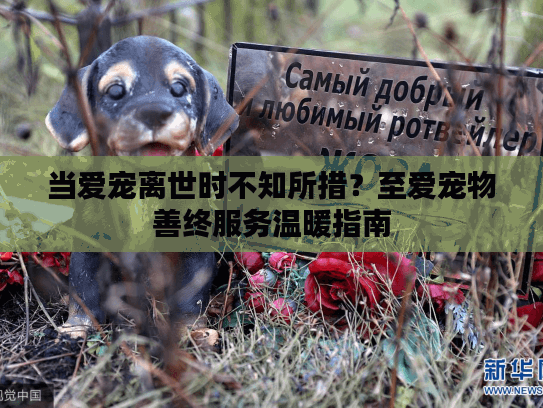 当爱宠离世时不知所措？至爱宠物善终服务温暖指南