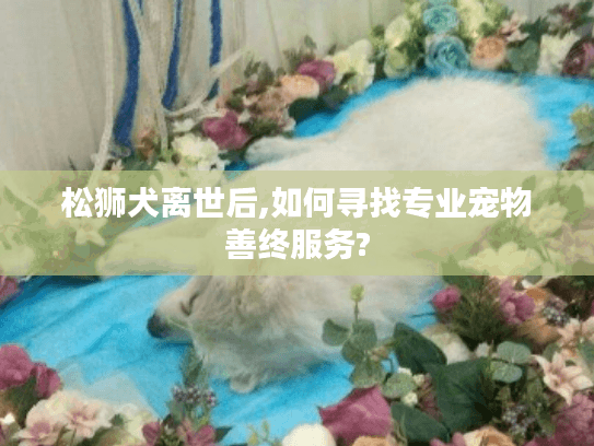 松狮犬离世后,如何寻找专业宠物善终服务?