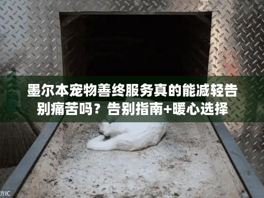 墨尔本宠物善终服务真的能减轻告别痛苦吗?告别指南+暖心选择 墨尔本宠物善终服务真的能减轻告别痛苦吗?告别指南+暖心选择