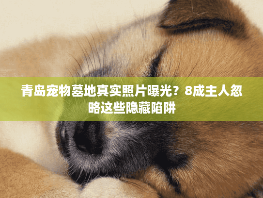 青岛宠物墓地真实照片曝光？8成主人忽略这些隐藏陷阱