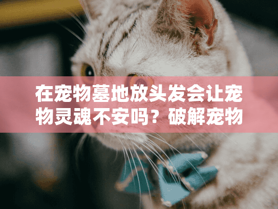 在宠物墓地放头发会让宠物灵魂不安吗？破解宠物殡葬服务常见误区