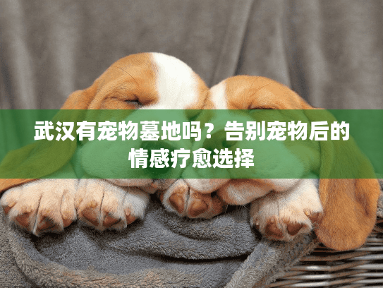 武汉有宠物墓地吗？告别宠物后的情感疗愈选择