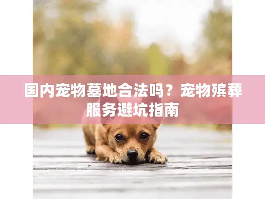 国内宠物墓地合法吗?宠物殡葬服务避坑指南 国内宠物墓地合法吗?宠物殡葬服务避坑指南