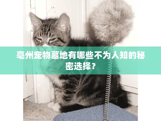 亳州宠物墓地有哪些不为人知的秘密选择? 亳州宠物墓地有哪些不为人知的秘密选择?