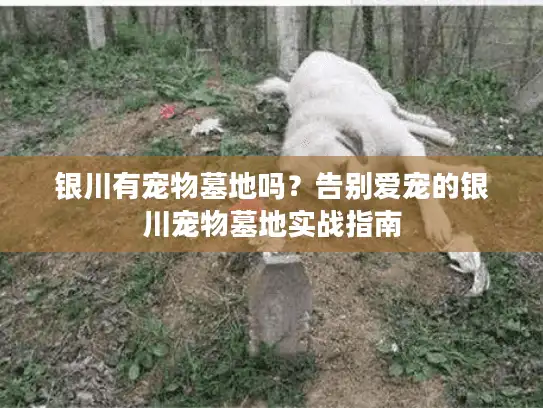 银川有宠物墓地吗？告别爱宠的银川宠物墓地实战指南
