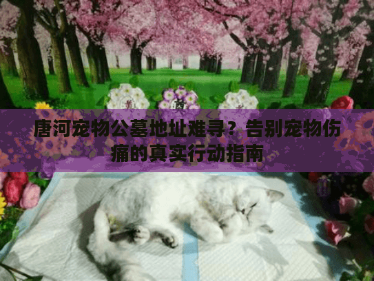 唐河宠物公墓地址难寻？告别宠物伤痛的真实行动指南
