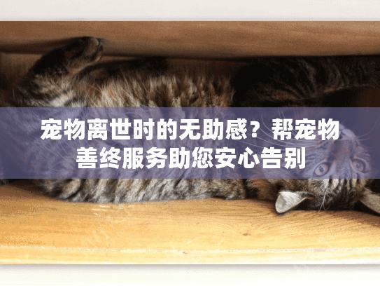 宠物离世时的无助感？帮宠物善终服务助您安心告别