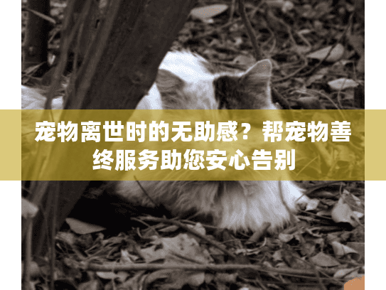 宠物离世时的无助感？帮宠物善终服务助您安心告别