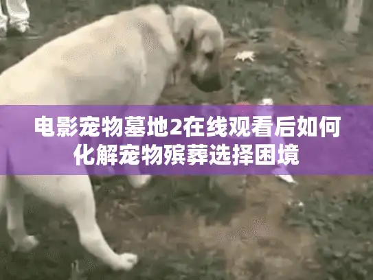 电影宠物墓地2在线观看后如何化解宠物殡葬选择困境