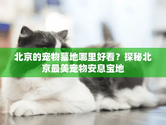北京的宠物墓地哪里好看?探秘北京最美宠物安息宝地 北京的宠物墓地哪里好看?探秘北京最美宠物安息宝地