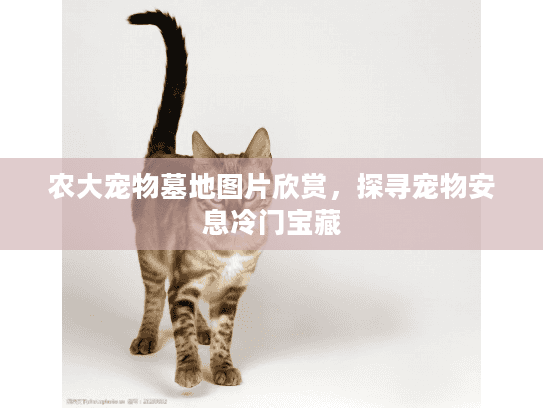 农大宠物墓地图片欣赏，探寻宠物安息冷门宝藏