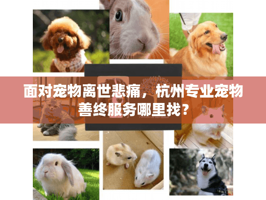 面对宠物离世悲痛，杭州专业宠物善终服务哪里找？