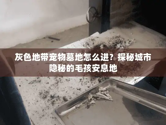 灰色地带宠物墓地怎么进？探秘城市隐秘的毛孩安息地