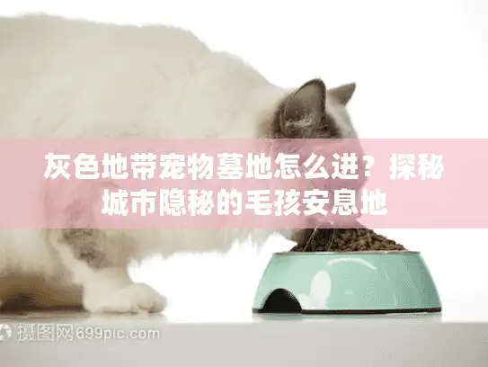 灰色地带宠物墓地怎么进？探秘城市隐秘的毛孩安息地