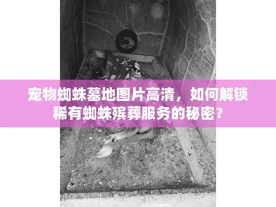 宠物蜘蛛墓地图片高清,如何解锁稀有蜘蛛殡葬服务的秘密? 宠物蜘蛛墓地图片高清,如何解锁稀有蜘蛛殡葬服务的秘密?