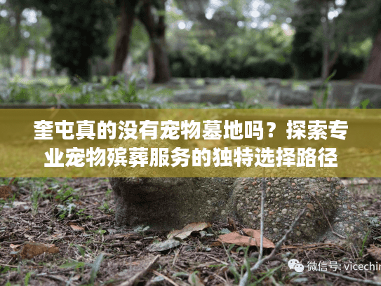 奎屯真的没有宠物墓地吗？探索专业宠物殡葬服务的独特选择路径