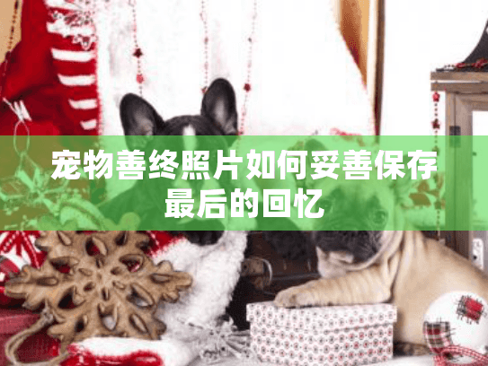 宠物善终照片如何妥善保存最后的回忆