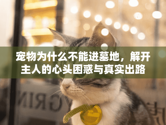 宠物为什么不能进墓地，解开主人的心头困惑与真实出路