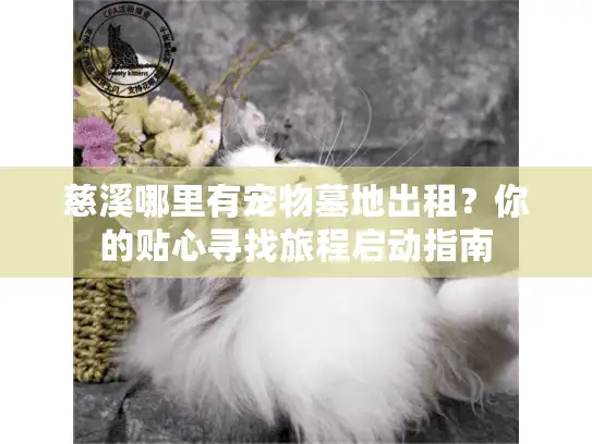 慈溪哪里有宠物墓地出租?你的贴心寻找旅程启动指南 慈溪哪里有宠物墓地出租?你的贴心寻找旅程启动指南