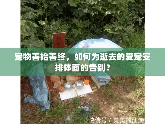 宠物善始善终，如何为逝去的爱宠安排体面的告别？