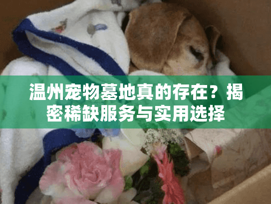 温州宠物墓地真的存在？揭密稀缺服务与实用选择
