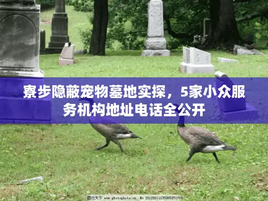 寮步隐蔽宠物墓地实探，5家小众服务机构地址电话全公开