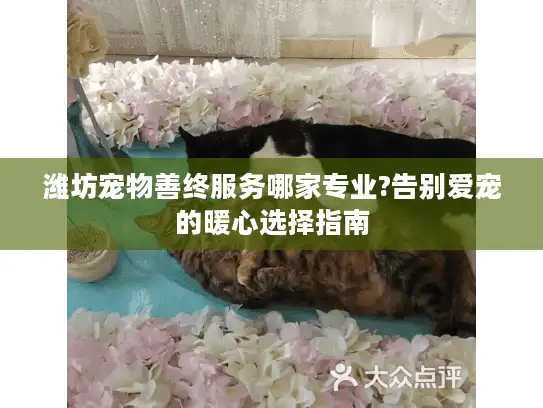 潍坊宠物善终服务哪家专业?告别爱宠的暖心选择指南 潍坊宠物善终服务哪家专业?告别爱宠的暖心选择指南