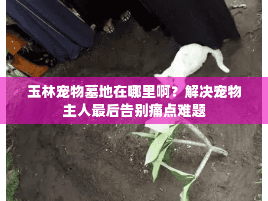 玉林宠物墓地在哪里啊？解决宠物主人最后告别痛点难题