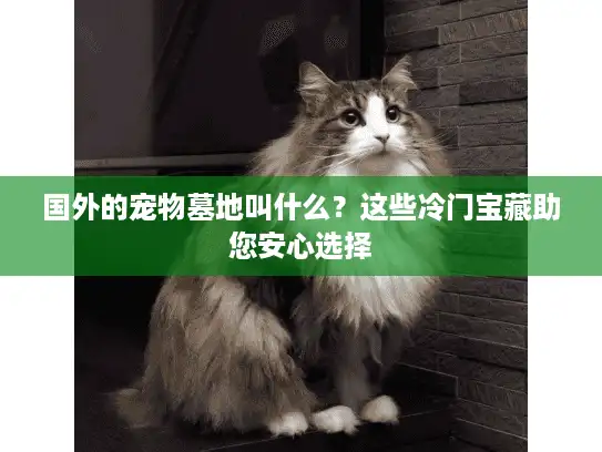 国外的宠物墓地叫什么？这些冷门宝藏助您安心选择