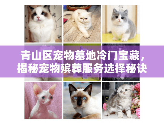 青山区宠物墓地冷门宝藏，揭秘宠物殡葬服务选择秘诀