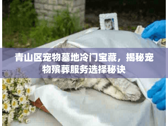 青山区宠物墓地冷门宝藏，揭秘宠物殡葬服务选择秘诀