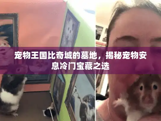 宠物王国比奇城的墓地，揭秘宠物安息冷门宝藏之选