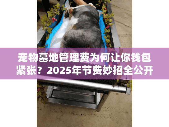 宠物墓地管理费为何让你钱包紧张？2025年节费妙招全公开