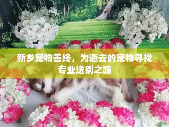 新乡宠物善终，为逝去的宠物寻找专业送别之路