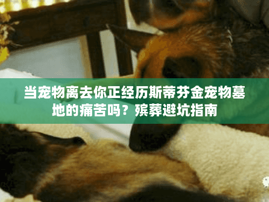 当宠物离去你正经历斯蒂芬金宠物墓地的痛苦吗？殡葬避坑指南