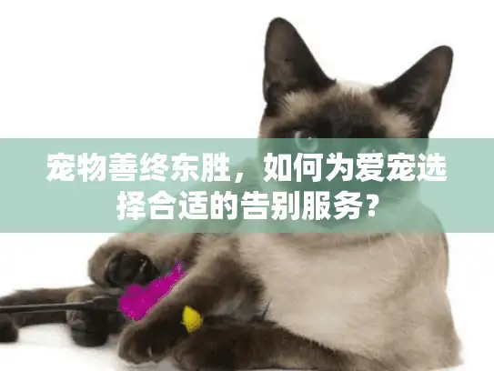 宠物善终东胜，如何为爱宠选择合适的告别服务？
